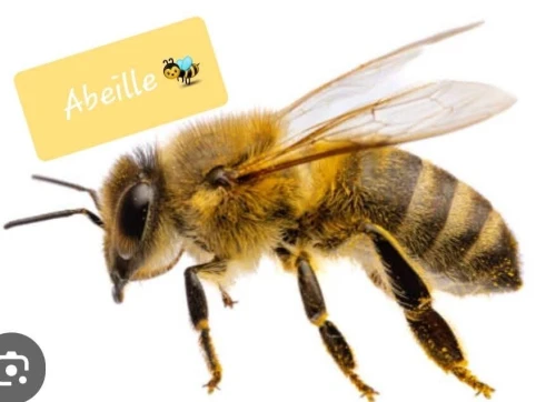 ruches abeilles خلايا نحل طرود