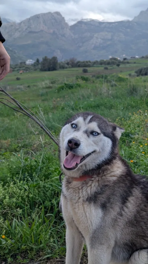 Husky
