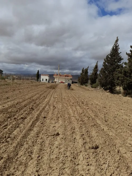 Vente Terrain Batna Ain touta