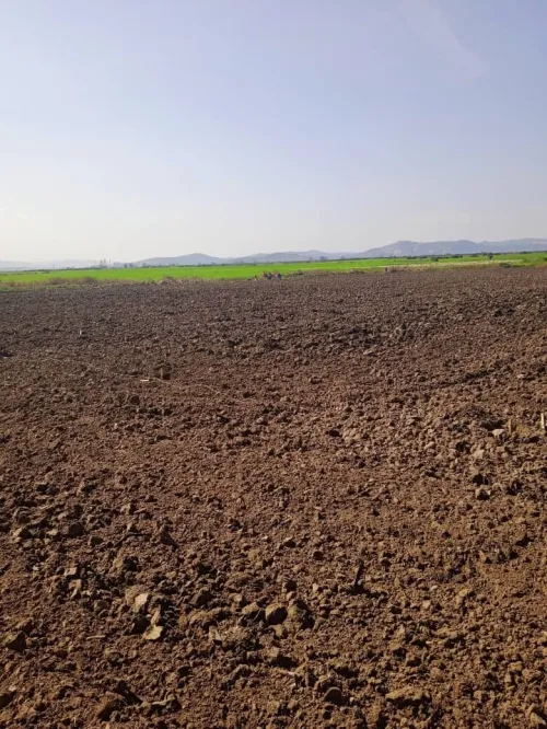 Vente Terrain Agricole Skikda Azzaba