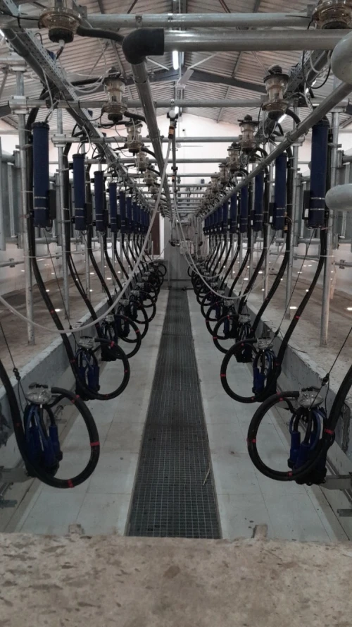 Étude et réalisation des projets d'élevage - vaches laitières