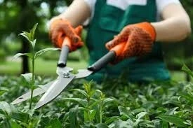 Jardinier بستاني