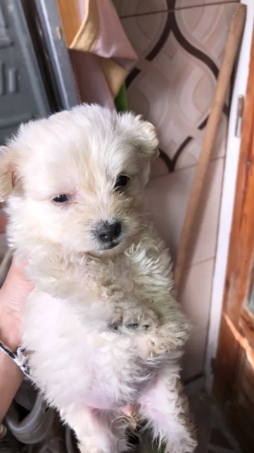 Bichon nain
