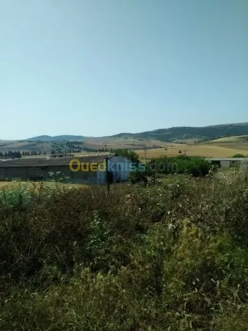 Vente Terrain Agricole Guelma Nechmaya