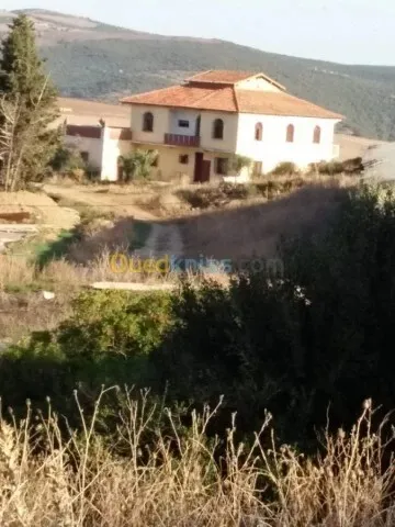 Vente Terrain Agricole Guelma Nechmaya