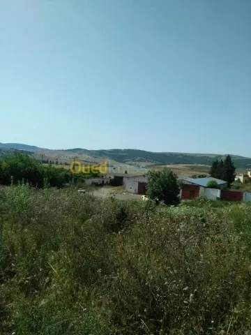 Vente Terrain Agricole Guelma Nechmaya