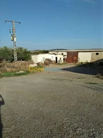 Vente Terrain Agricole Guelma Nechmaya
