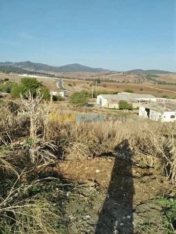 Vente Terrain Agricole Guelma Nechmaya
