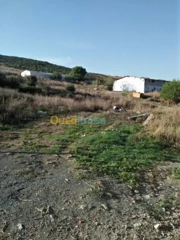 Vente Terrain Agricole Guelma Nechmaya
