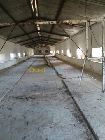 Vente Terrain Agricole Guelma Nechmaya