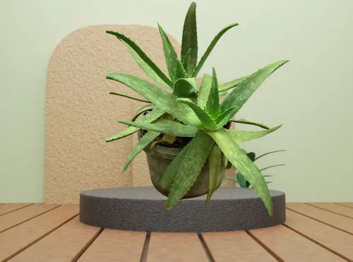 Vente de plante Aloe Vera naturelle 100%