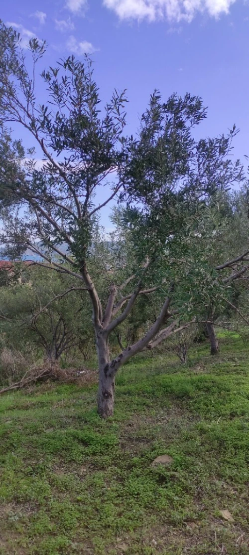 Arbre vieux olivier