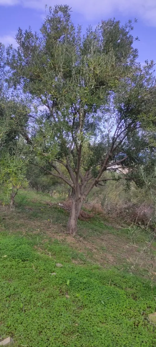 Arbre vieux olivier