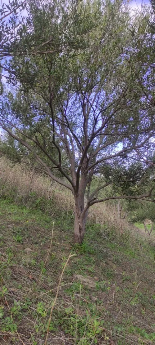 Arbre vieux olivier