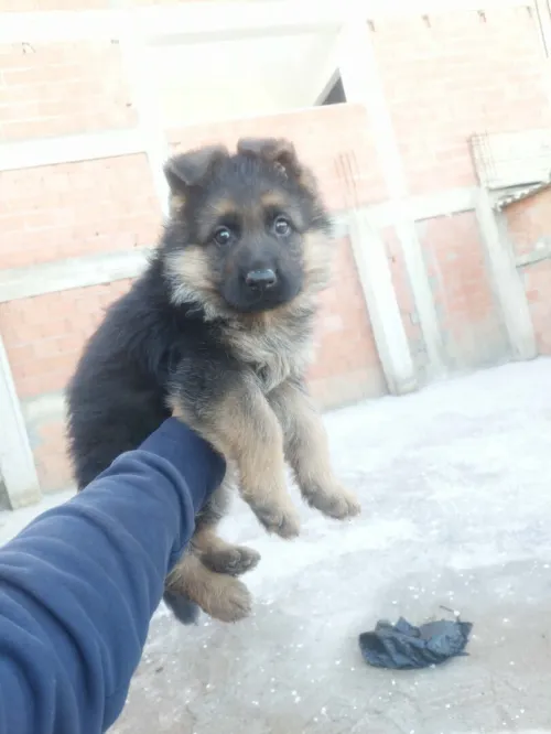 Male chiot berger allemand