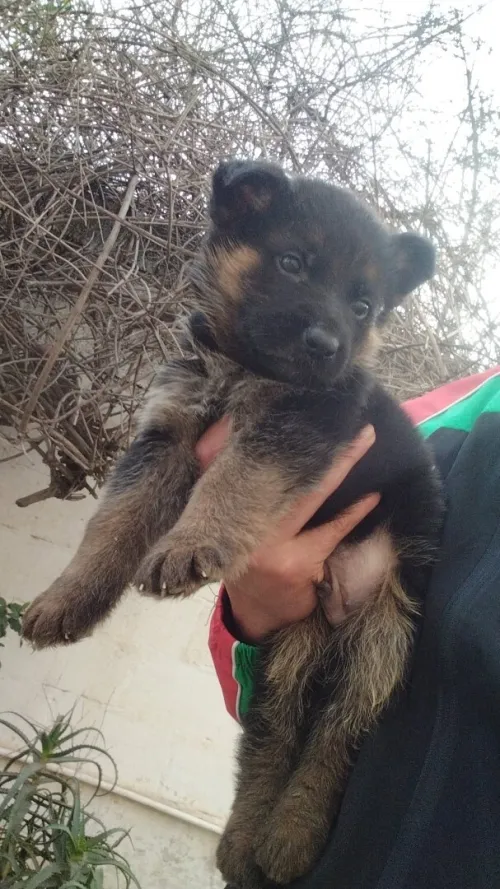 Chito male Berger Allemand   Incliné