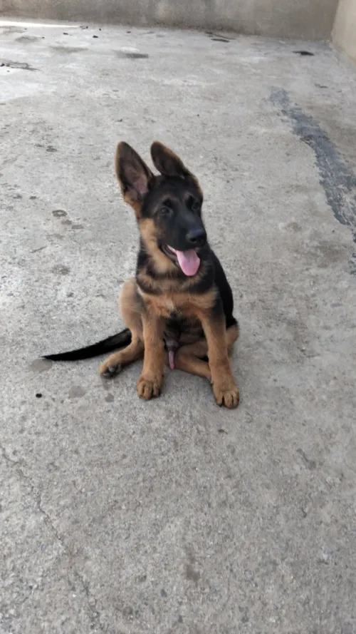 Les chiots coupla  berger allemand Pedigré 