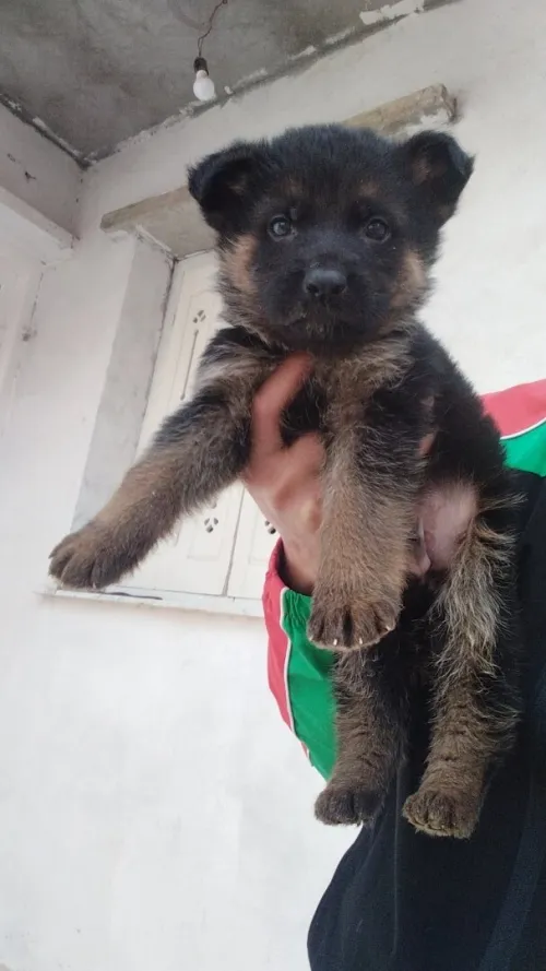 Chiot male Berger Allemand   Incliné