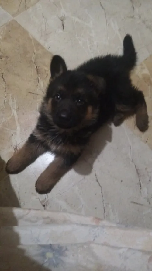 Chito male Berger Allemand   Incliné