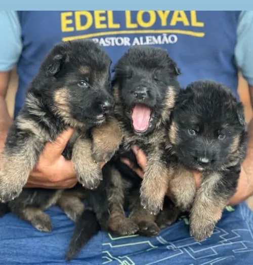 Les chiots berger allemand lncline 