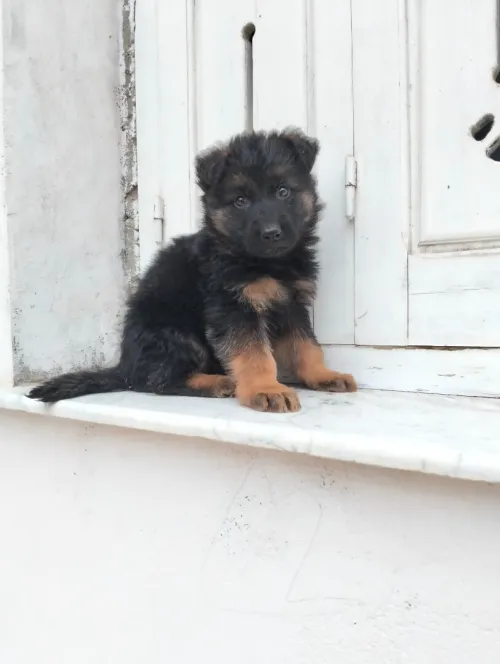 Mâle chiot Berger Allemand  Incliné haja toop Très bon caractère