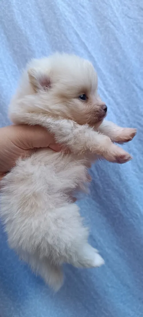 Chien Male   spitz pomeranian