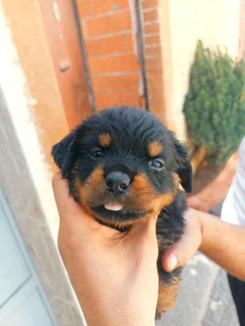 Male chiot rottweiler haja top de top 