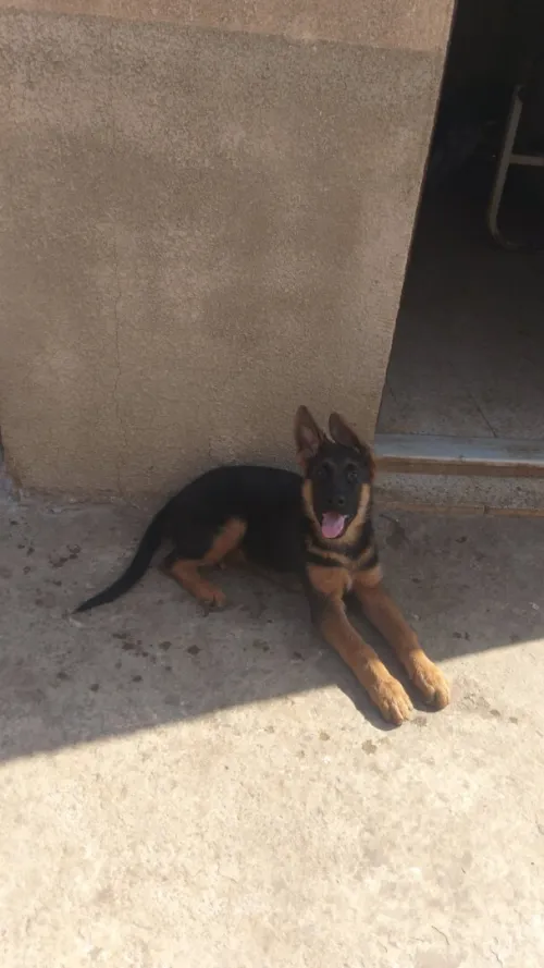 Male   berger allemand Pedigré 
