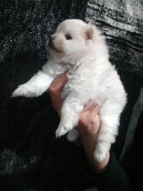 Chien Male   spitz pomeranian