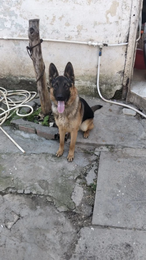 Male berger allemand 6 mois