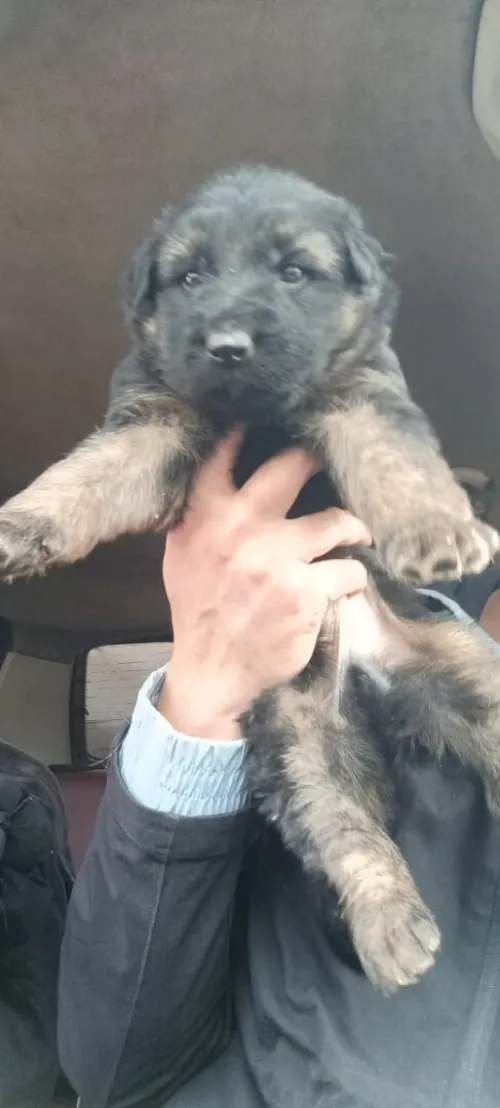 Mle chiot Berger Allemand   Incliné