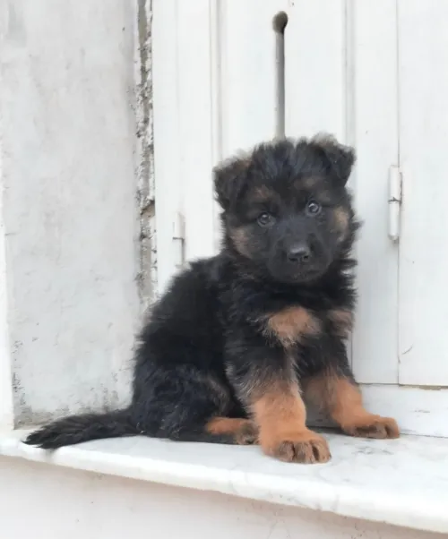 Mâle chiot Berger Allemand  Incliné haja toop Très bon caractère