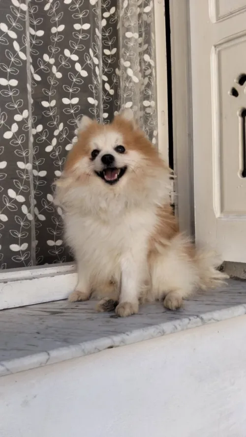 Male  spitz pomeraninan top  de toop 13 mois bon caractère