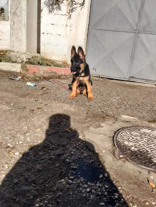 Mâle Berger Allemand  Incliné