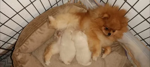 Chien Male   spitz pomeranian
