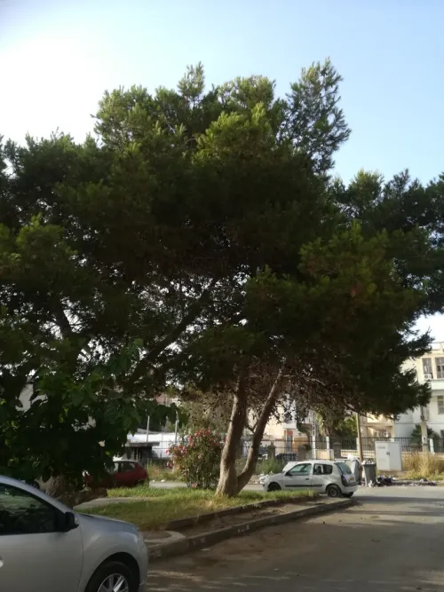 Echange Appartement F3 Alger Zeralda