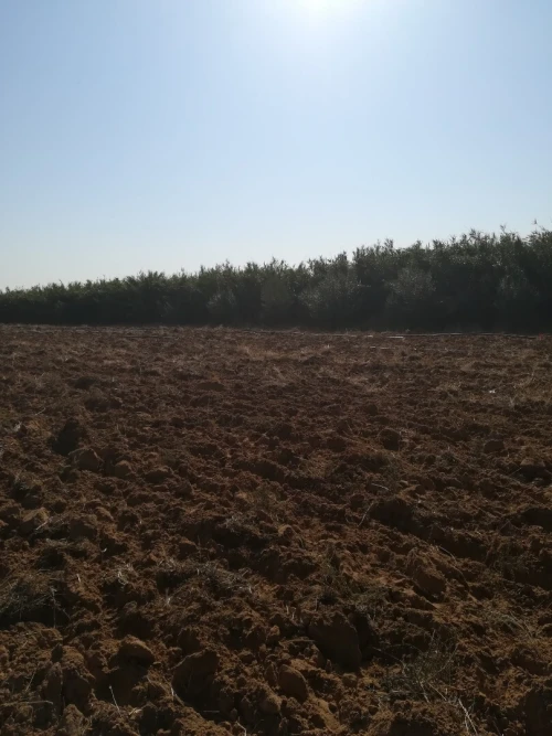 Vente Terrain Agricole M'Sila Bou saada