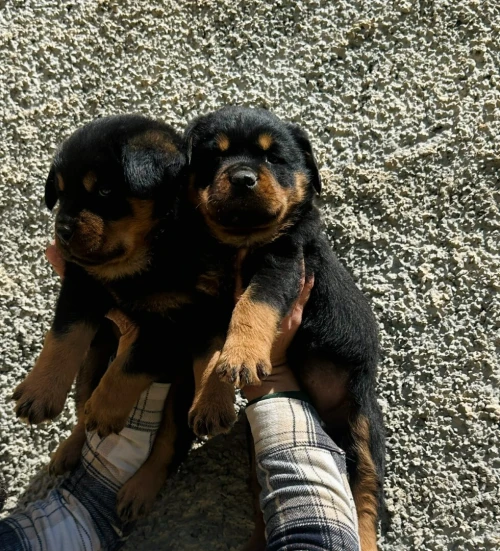 Rottweiller