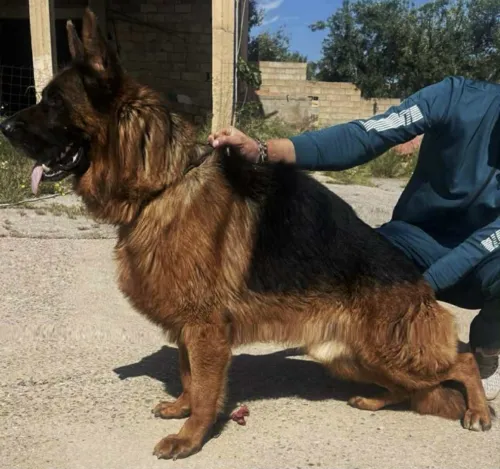 Berger allemand