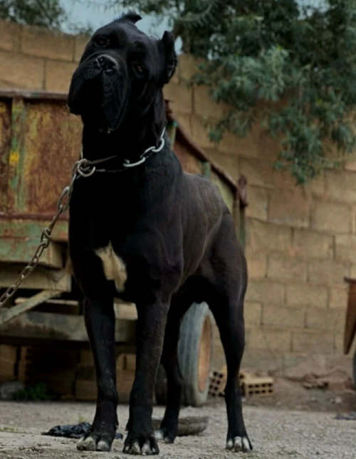 Cane Corso كني كورسو