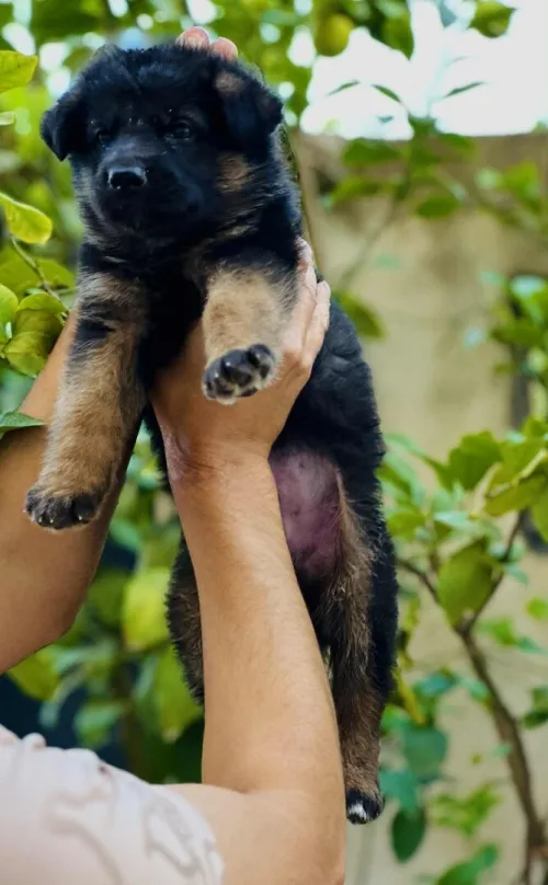 Berger allemand 