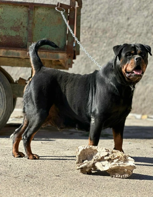Rottweiller