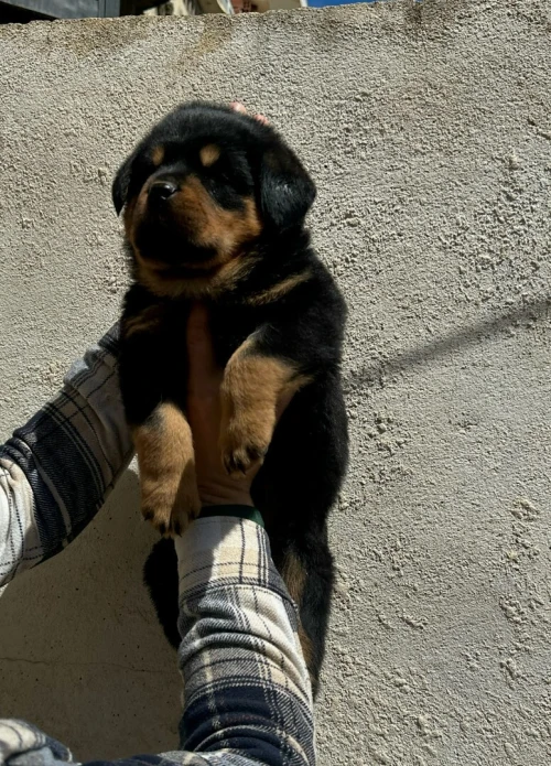 Rottweiller