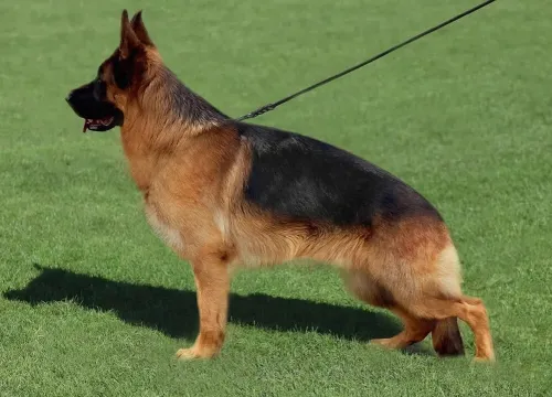 Male Berger Allemand pedigree de 4 ans
