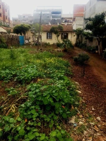Vente Terrain Alger Bordj el bahri