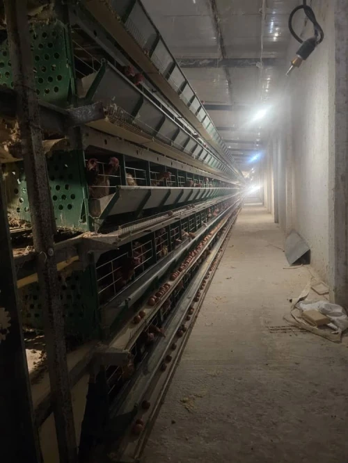Batterie poule pondeuse