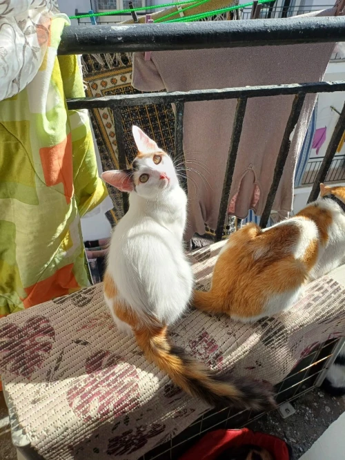 Chats adorables à adopter