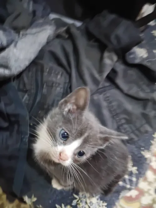 Chats adorables à adopter