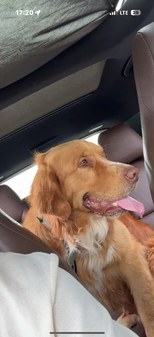 Chien golden retriever 