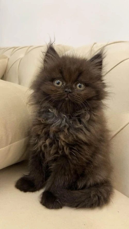 Chatons